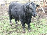German Angus Cattle