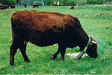 harz red mountain cattle