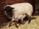 Domestic sheep reproduction