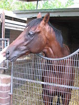 Sirmione (horse)