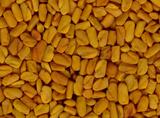 Fenugreek Seed Exporter In India