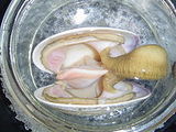 siphon  mollusc anatomy 
