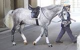 Gray (horse)