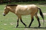 Equine coat color genetics