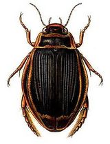 List of subgroups of the order Coleoptera