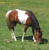 tricoloured  horse 