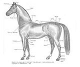 Equine conformation