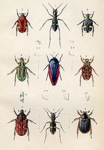 Royal Entomological Society of London