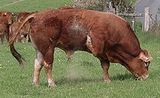 limousin  cattle 