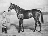 Bahram (horse)