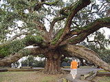 Treaty Oak (Jacksonville, Florida)