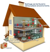 Get an Effective Output Using Bed Bug Removal Ottawa